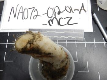 Media type: image; Invertebrate Zoology 137759